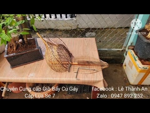 Lụp Dừa Miền Tây Bẩy Chim Cu Gáy