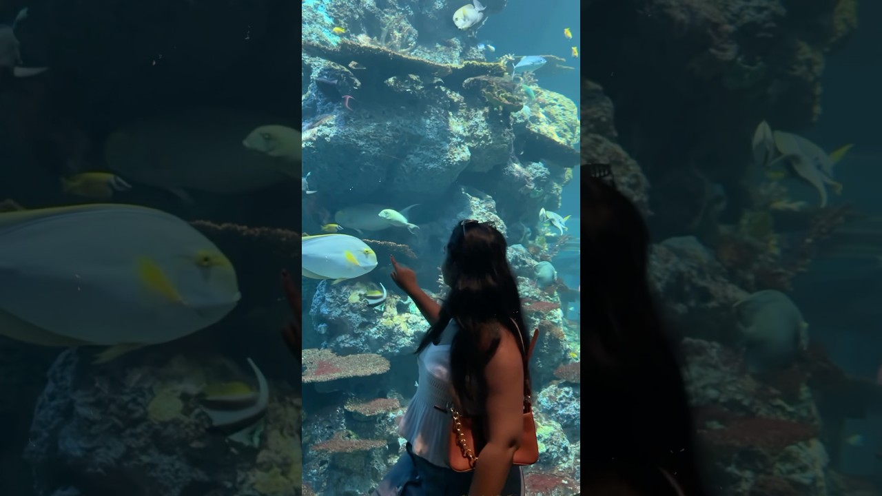 JELLYFISH at Singapore Oceanarium Throwback 😍 