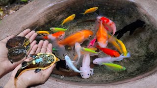 Catch colourful glofish, goldfish, molly fish, manfish, koi fish, rtc fish, axolotl salamander. #02