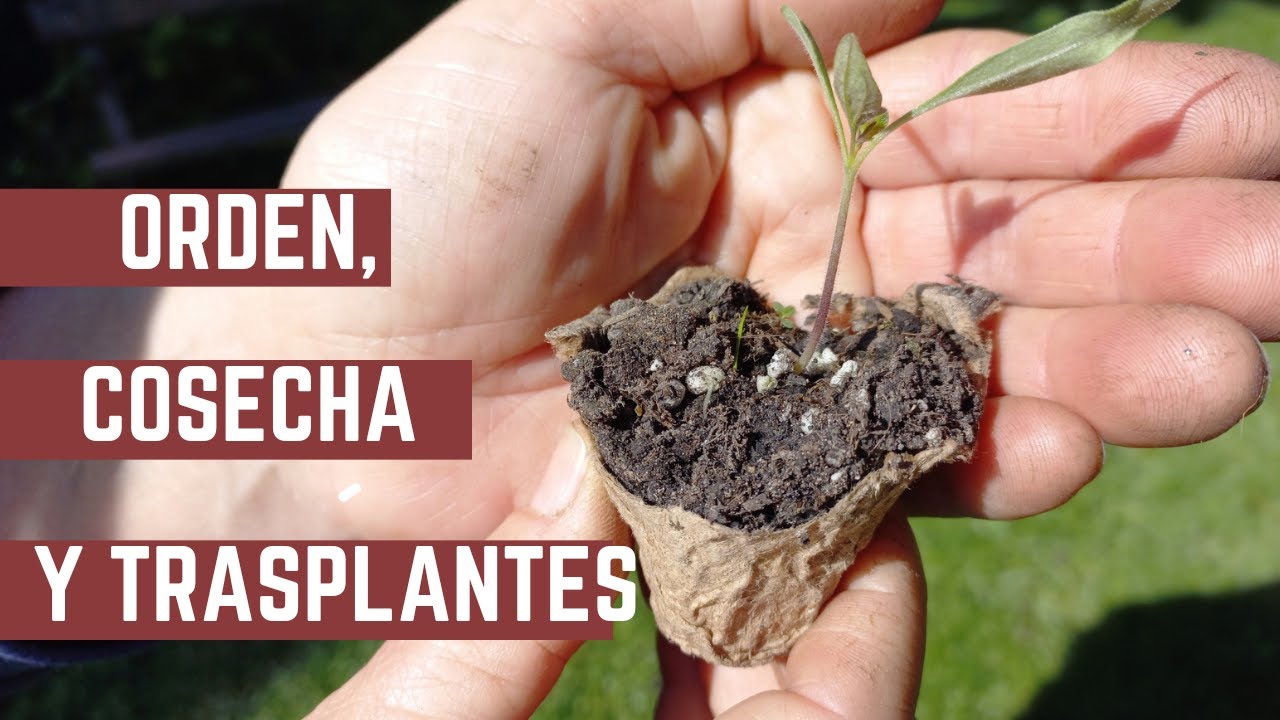 Funcionó el Método de Las Papas? - Transplantamos Tomates - Haciendo Lugar en la Huerta