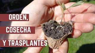 Funcionó el Método de Las Papas? - Transplantamos Tomates - Haciendo Lugar en la Huerta