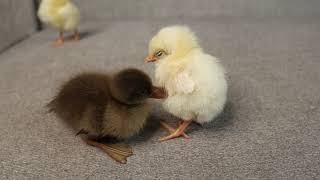 Baby Chicks Sleep Peacefully With Duckling