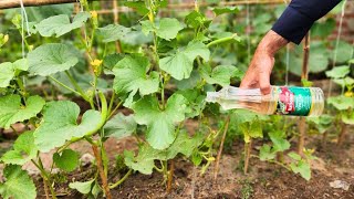 Vinegar Power in Your Garden: 8 Hacks You Didn't Know!