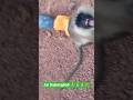 animal's #shorts #trending #viral #animals Indrajeet577