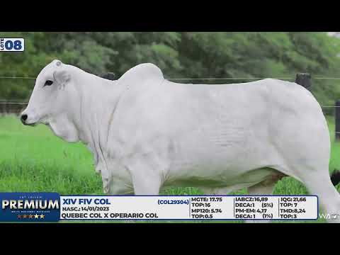 LOTE 08   XIV FIV COL