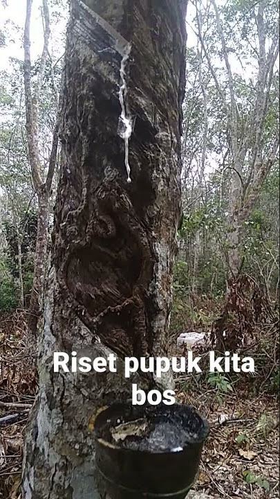 riset pupuk biogas untuk perkebunan karet