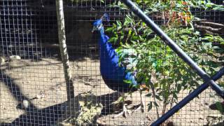 The Junior Museum and Zoo in Palo Alto