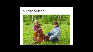 TOP 10 most current dog in the world ? shorts top10short dogs cutedog dogbreeds puppy
