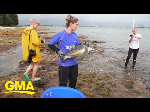 Video: Pet Scoop: Două țestoase reabilitate returnate în mare, Cat găsește proprietarul după 6-mile Trek