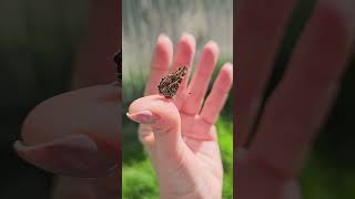 Speckled wing on the finger