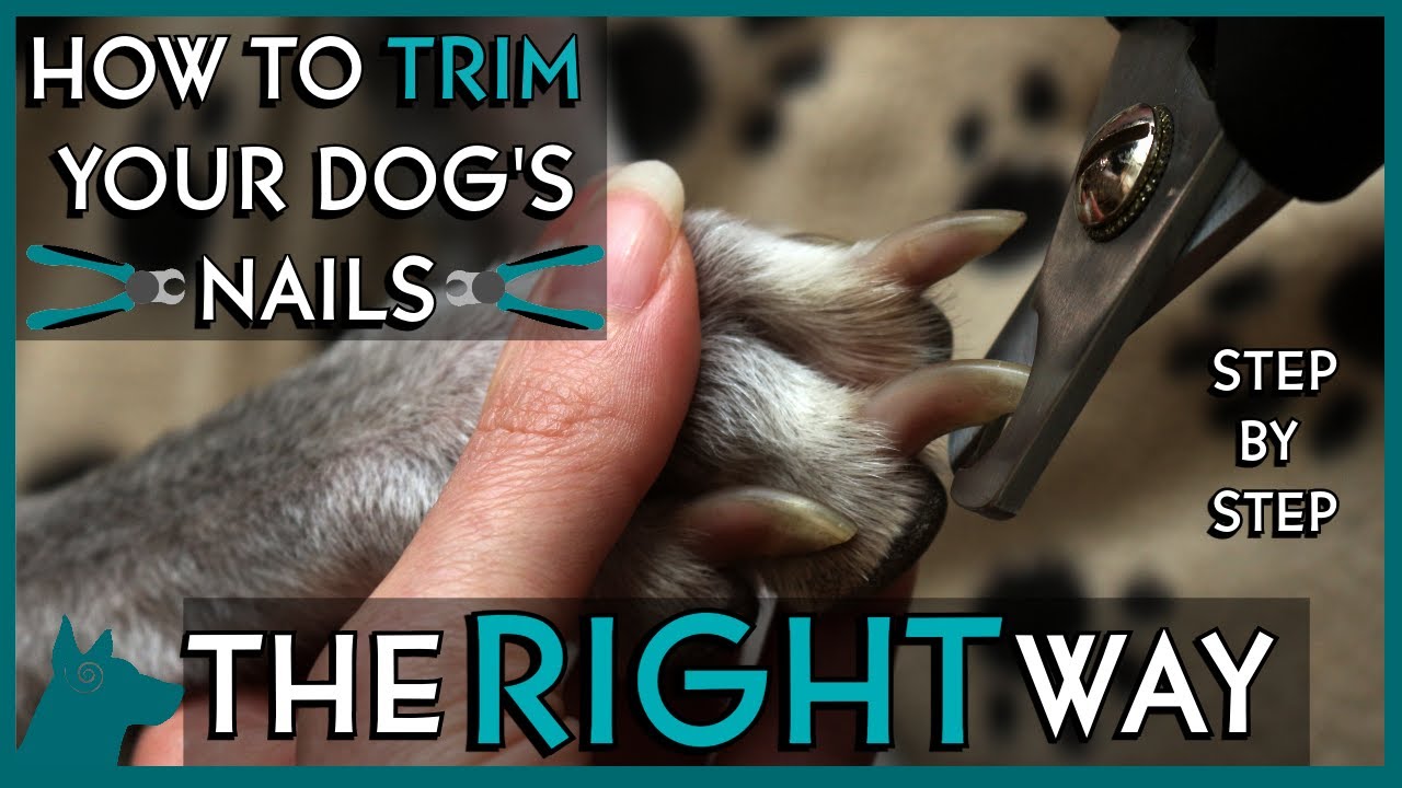 How to Trim Your Dog's Nails At Home