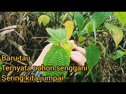 berburu-akar-senggani-#tanaman-aquascape#kayu-senggani#akaraquascape