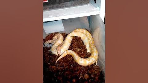 Lavender albino ball python   vs. Albino ball python