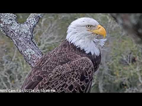Gabby return American Eagle Foundation NEFL Cam 1 - Live Bald Eagle Cam