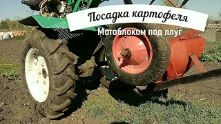 ПОСАДКА КАРТОФЕЛЯ  ПОД  ПЛУГ МОТОБЛОКОМ