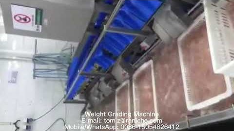 Weight Grading Machine