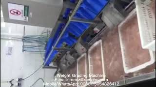 Weight Grading Machine