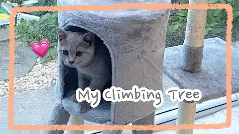 Video 11894921: british shorthair lilac, british shorthair family, cat climbing, kitten