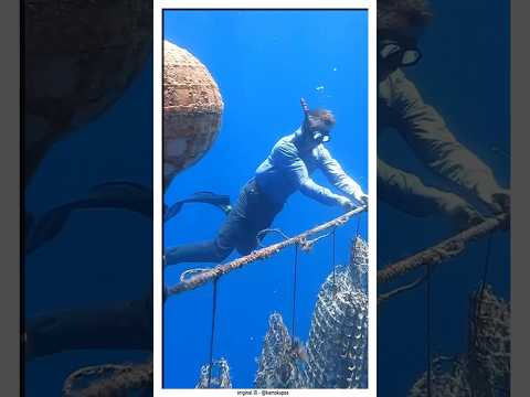 Как работает жемчужная ферма? (🎥 - @kamokapearl) IG