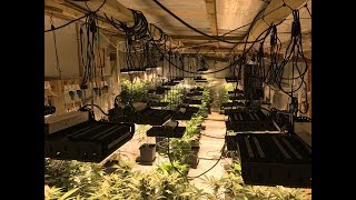 Skyline 800 Led Grow Lights Uk -Www.ledhydroponics.co.uk