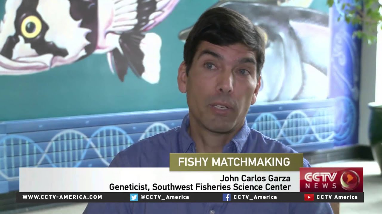 Genetics used to improve salmon hatcheries