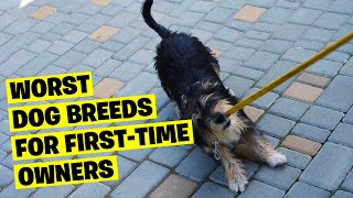 10 Worst Dog Breeds For First Time Owners by Amazing Dogs 1,618 views 6 months ago 9 minutes, 19 seconds