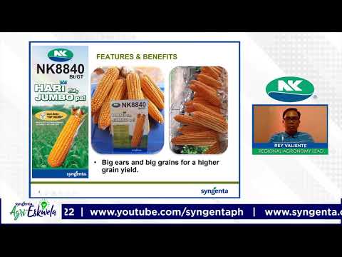 Video: Alamin Kung Ano ang Mga Hybrid Seeds At Non Hybrid Seeds