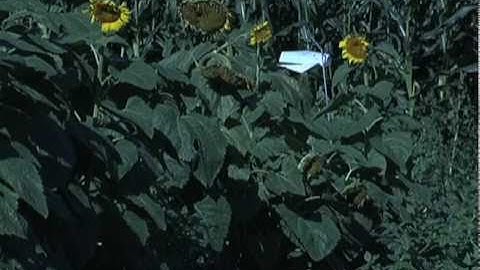 Pheromone Traps -- Effective Tools for Monitoring Insect Pests