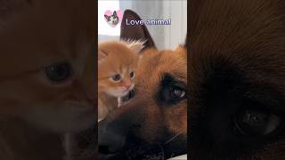 Love animal p1 #cat #animal #고양이 #동물 #쇼츠