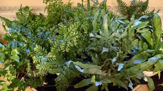картинка: 🌿МОЯ КОЛЛЕКЦИЯ ПАПОРОТНИКОВ🌿☘  И ХОСТ.