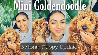 Liam's 6Month Old Puppy Update | My F1B Mini Goldendoodle |Stephanie Giselle