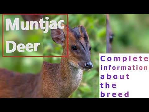 Muntjac Deer. Pros and Cons, Price, How to choose, Facts, Care, History