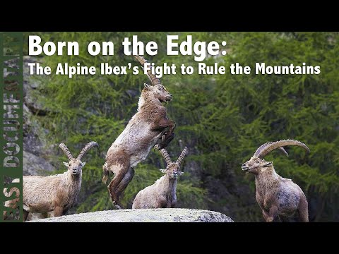 Born on the Edge: The Alpine Ibex’s Fight to Rule the Mountains - Full Wildlife Documentary