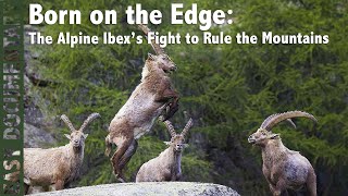 Born on the Edge: The Alpine Ibex’s Fight to Rule the Mountains - Full Wildlife Documentary