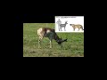 New creature feature. Featuring the Pronghorn. All photos and videos by me.