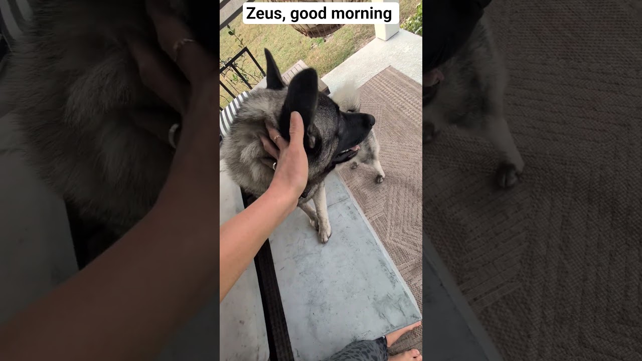 the morning joy ❤️🥰❤️  