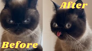 BEST CAT  MEMES COMPILATION OF 2020 | FUNNY AND CUTE CAT EPISODE #1 by ANIMALS TAIL 478 views 3 years ago 5 minutes, 5 seconds