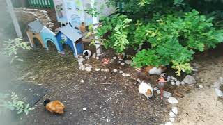 Meerschweinchenfarm - Private Einblicke