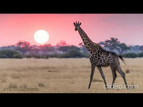 Lindas fotos de Girafas.