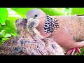 Oriental turtle dove Birds-Feed the two babies on the nest [ Review Bird Nest ]