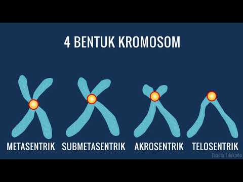 Video: Perbedaan Antara Kromosom Metasentrik Dan Telosentris