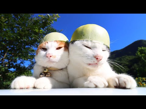 プリンスメロン枕猫・プリンスメロンのせ猫・プリンスメロン帽子　220829