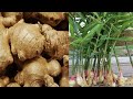 How to start growing Ginger for your garden.Rare Ginger varieties you need to try!