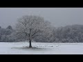 Morning Walk in the Snow: A Playlist to Calm Your Mind