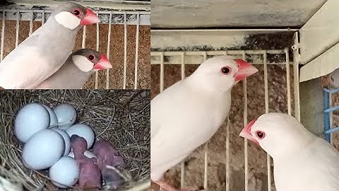 Java Spearow Breeding progress | white or silver java | 2022 #birdsvideo#birdsvlogs#birdsbreeding
