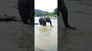 quite elephant dancing.#shorts #fypシ #viralvideo #elephant #dancevideo #srilanka #ceylon #quite