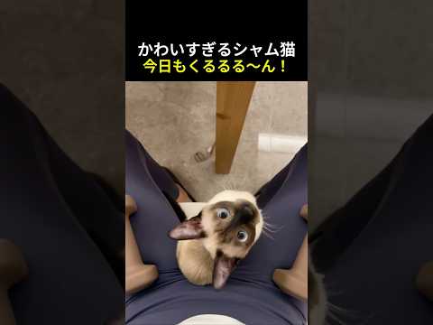 かわいすぎるシャム猫、今日もくるるる〜ん！#猫 #おしゃべり猫 #ショート