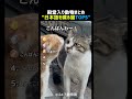 日本語を喋る猫TOP5 パート3 🐱🗣️