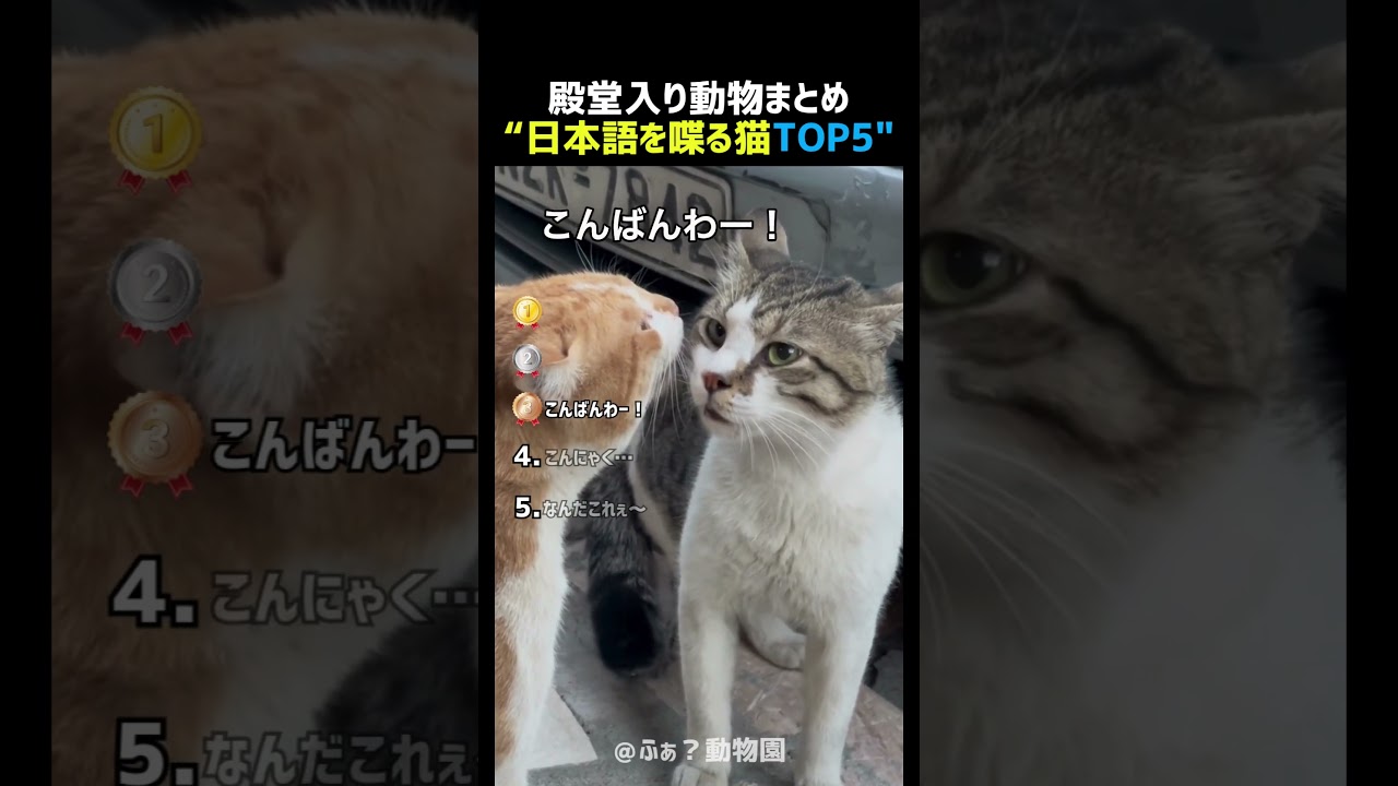 日本語を喋る猫TOP5 パート3 🐱🗣️