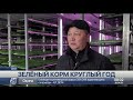 Зелёный корм круглый год: фермеры в СКО осваивают гидропонику